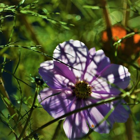 Apartment Im Garten 9 ガルガッツォーネ エクステリア 写真