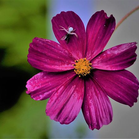 Apartment Im Garten 9 ガルガッツォーネ エクステリア 写真