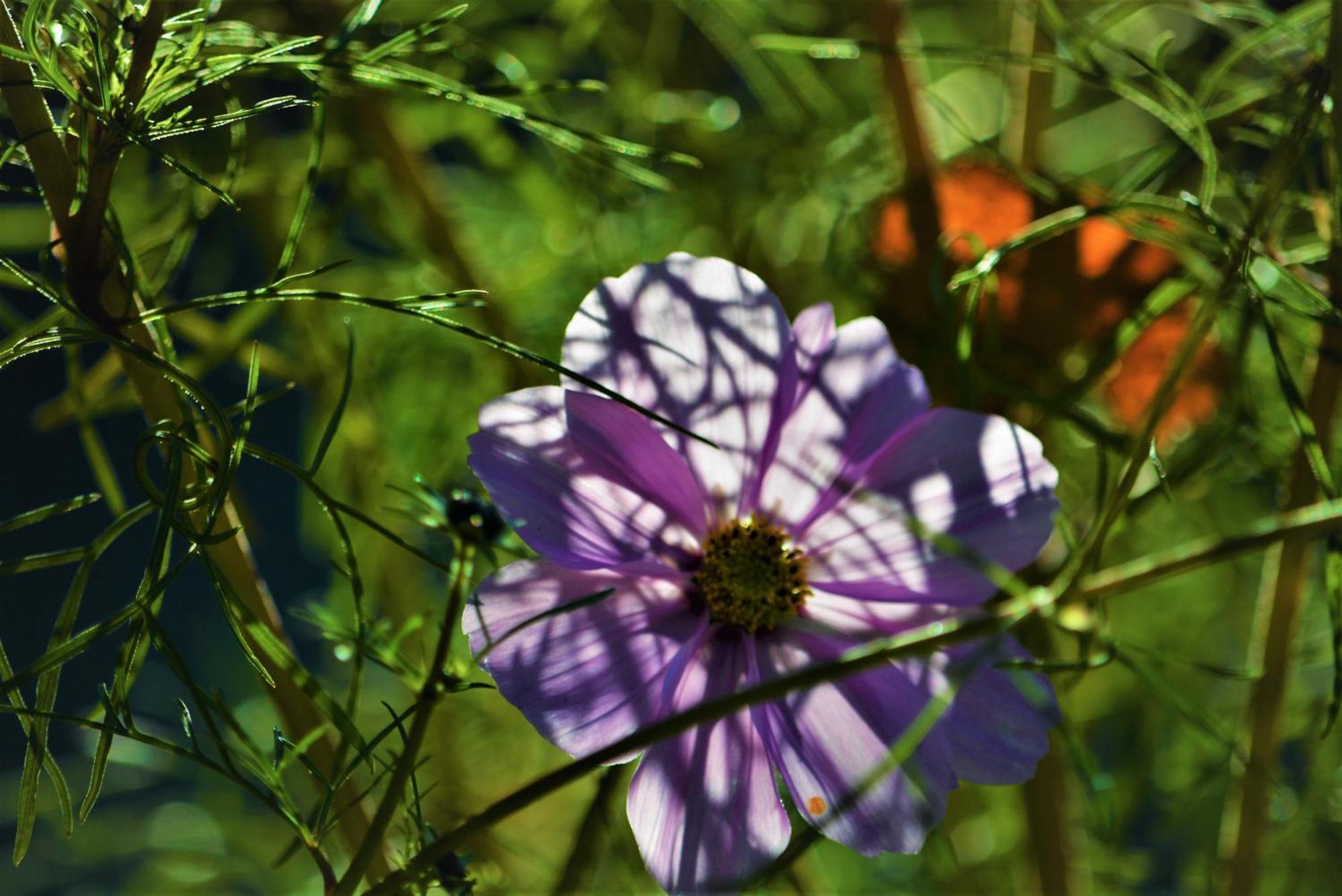 Apartment Im Garten 9 ガルガッツォーネ エクステリア 写真